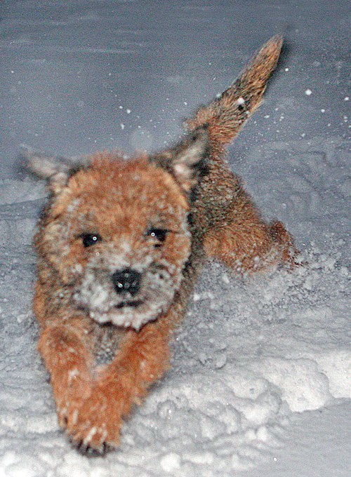 Bertha helt ellevild og ukendelig i sneen 2006