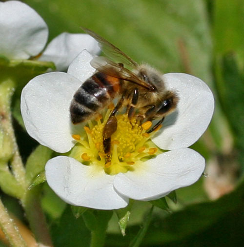 En af Dueslagets bier i jordbrblomst