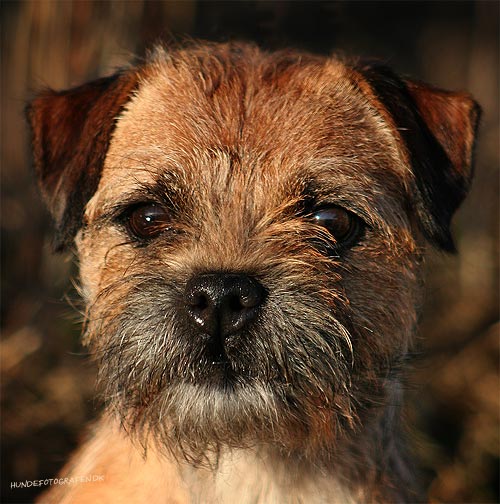 Dueslagets Bertha - foto: Hundefotografen